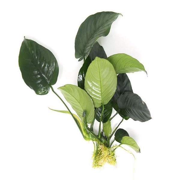 Anubias Barteri Broad Leaf Akvaryum Bitkisi Büyük Boy 30-40 CM 5-6 Yaprak